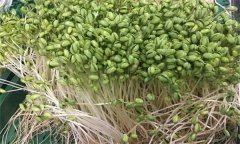 如何生產綠色大豆芽菜？